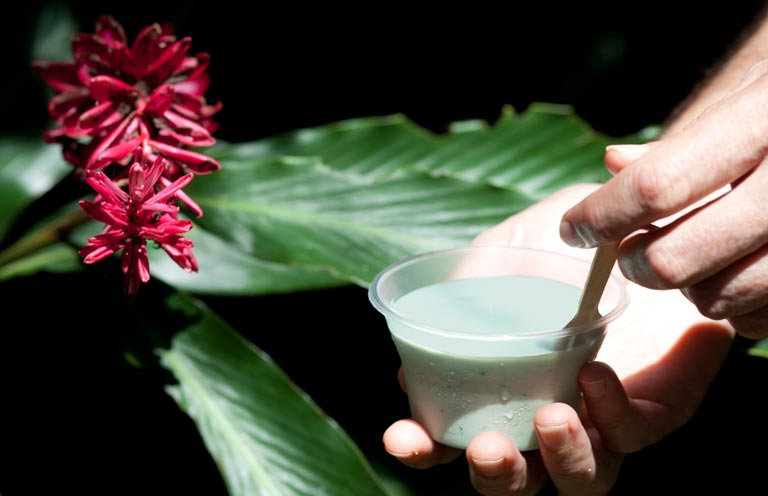 Daintree Rainforest IceCream