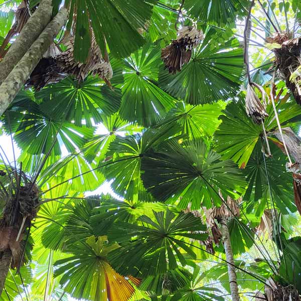 Fan Palm canopy Dubuji Cape Tribulation