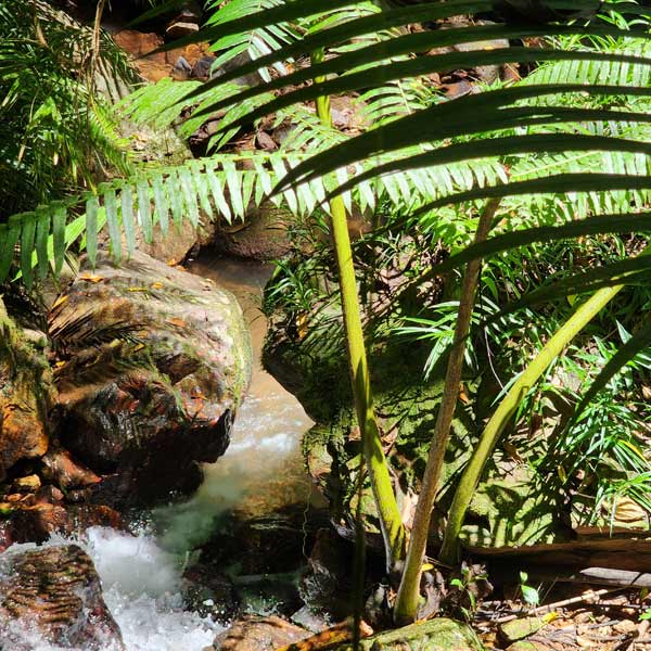Flowing Creek in the Daintree Rainforest